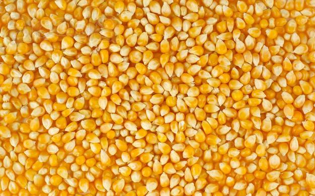 На посевную кампанию 2018 года семена кукурузы
